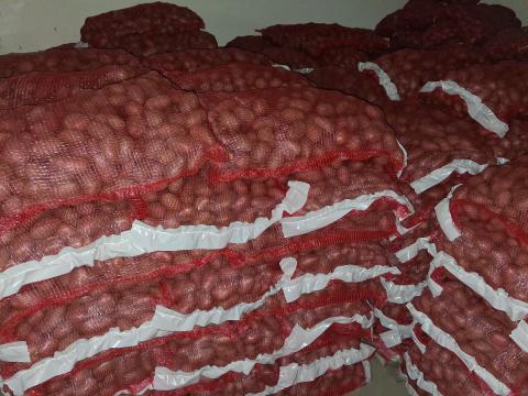 Vetőméretű burgonya eladó Vetőméretű burgonya eladó