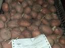 Vetőméretű burgonya eladó