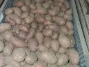Vetőméretű burgonya eladó