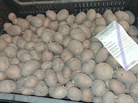 Hópehely burgonya eladó Hópehely burgonya eladó
