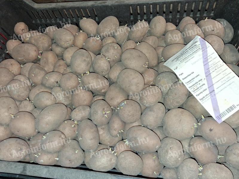 Hópehely burgonya eladó