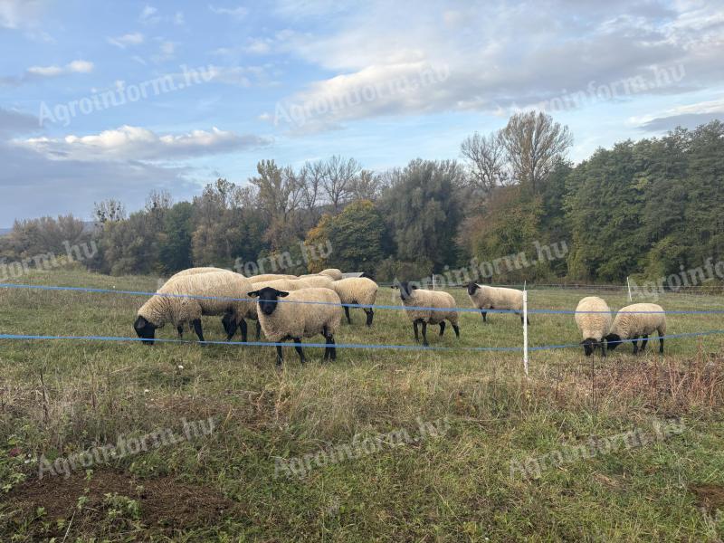 Törzskönyves suffolk jerkék