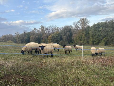 Törzskönyves, vemhes suffolk jerkék eladók Törzskönyves, vemhes suffolk jerkék eladók