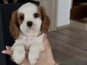 Cavalier King Charles Spaniel Fiúk