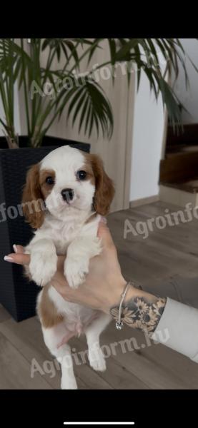 Cavalier King Charles Spaniel Fiúk