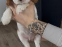Cavalier King Charles Spaniel Fiúk