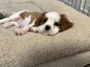 Cavalier King Charles Spaniel Fiúk