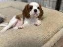 Cavalier King Charles Spaniel Fiúk