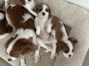 Cavalier King Charles Spaniel Fiúk