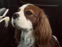 Cavalier King Charles Spaniel Fiúk