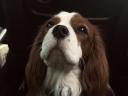 Cavalier King Charles Spaniel Fiúk