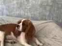 Cavalier King Charles Spaniel Fiúk