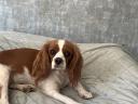 Cavalier King Charles Spaniel Fiúk
