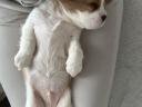 Cavalier King Charles Spaniel Fiúk