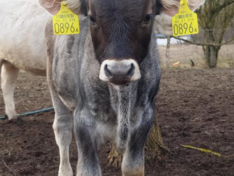 Kárpáti borzderes bika borjú eladó Kárpáti borzderes bika borjú eladó