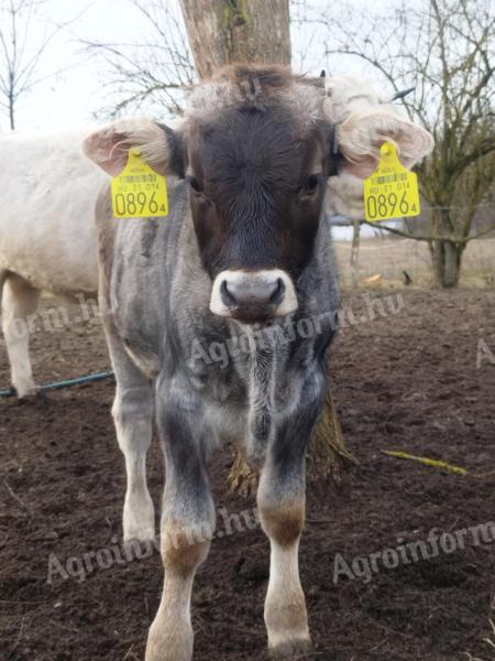 Kárpáti borzderes bika borjú eladó