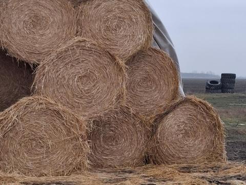 Eladó szalma bála Eladó szalma bála