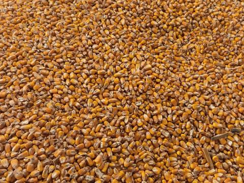 Kukorica eladó Kukorica eladó