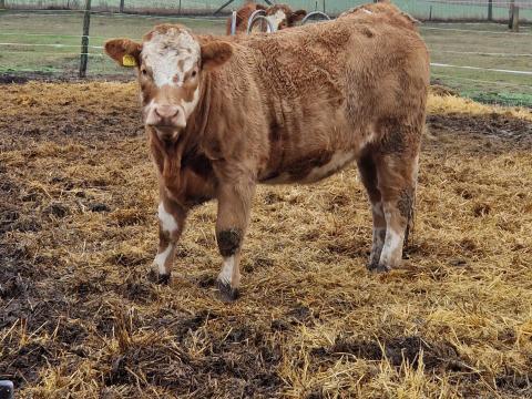 1.2 Éves Húshasznú üszök eladók 1.2 Éves Húshasznú üszök eladók