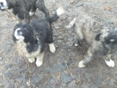 Kaukázusi kölykök eladók