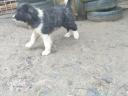 Kaukázusi kölykök eladók