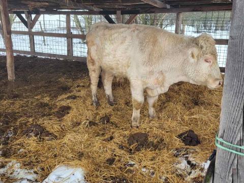 Charolais tenyészbika eladó – rövid hirdetés