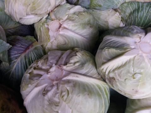 Takarmány káposzta eladó – 10 mázsa egyben, kedvező áron Takarmány káposzta eladó – 10 mázsa egyben, kedvező áron