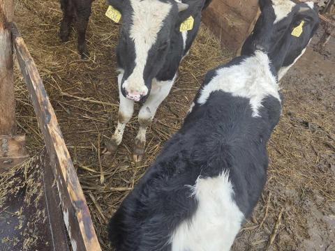 Fekete bikák Fekete bikák