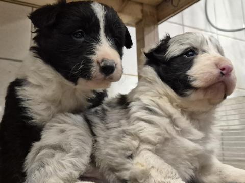 Border collie jellegű kiskutyák Border collie jellegű kiskutyák