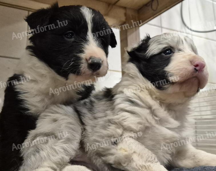 Border collie jellegű kiskutyák 