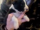Border collie jellegű kiskutyák 