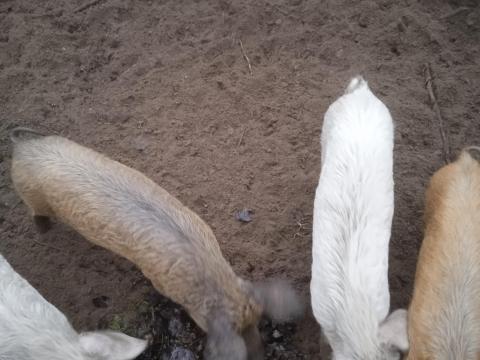 Durok* fehér malacok Durok* fehér malacok