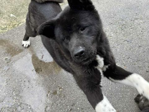 ???? Amerikai Akita szuka kutya szerető gazdit keres ???? ???? Amerikai Akita szuka kutya szerető gazdit keres ????