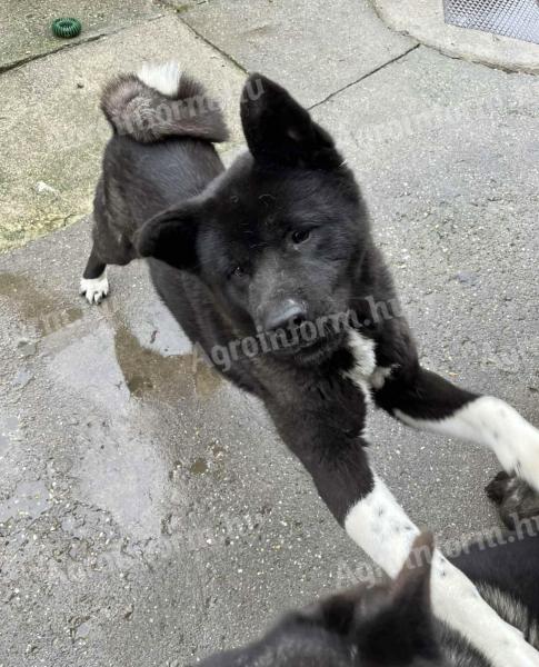 ???? Amerikai Akita szuka kutya szerető gazdit keres ????