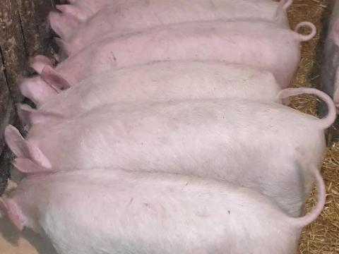 Eladó magyar nagyfehér malacok Eladó magyar nagyfehér malacok