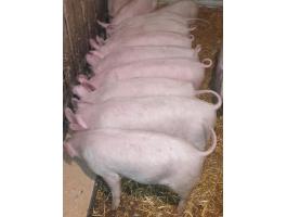 Eladó magyar nagyfehér malacok