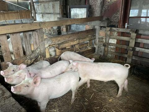 Elválasztott kismalacok eladók Elválasztott kismalacok eladók