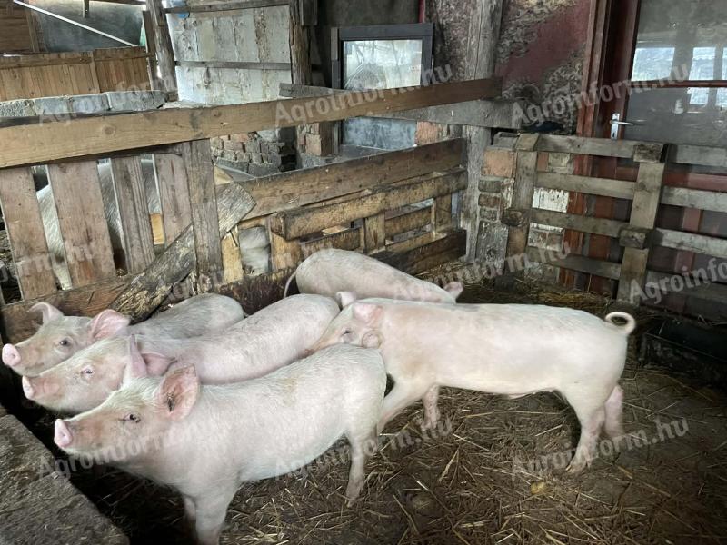 Elválasztott kismalacok eladók