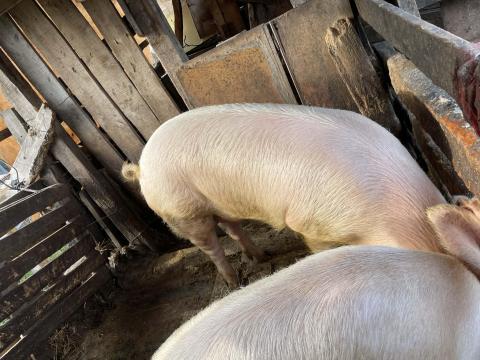 Eladó hízók Eladó hízók