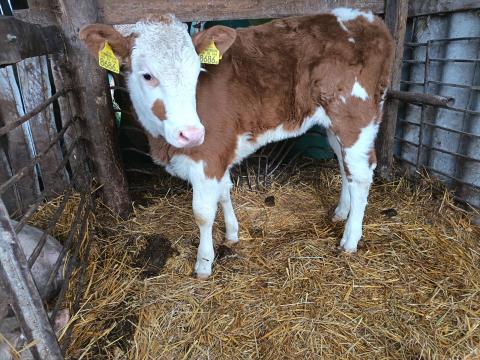 Magyartarka Üsző Magyartarka Üsző