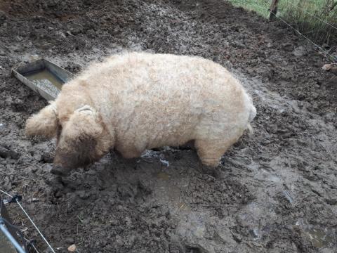 Eladó 2 éves mangalica koca Eladó 2 éves mangalica koca