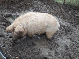 Eladó 2 éves mangalica koca
