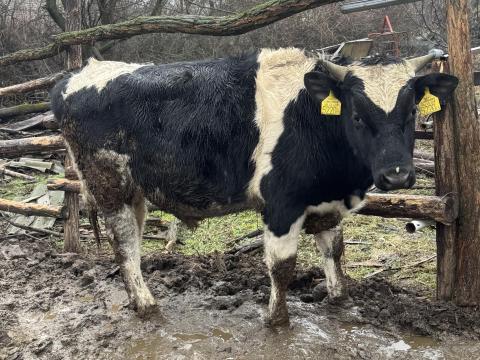 Elado holstein bika Elado holstein bika