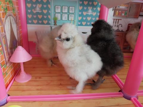 Selyem naposcsibék több színben eladók