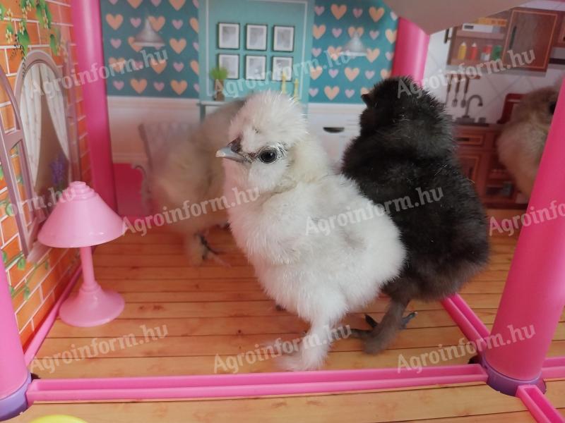 Selyem naposcsibék több színben eladók