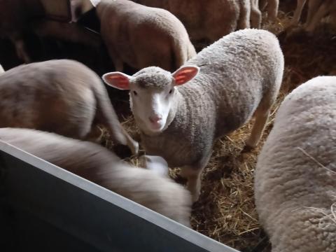 100 db Jerkebárány