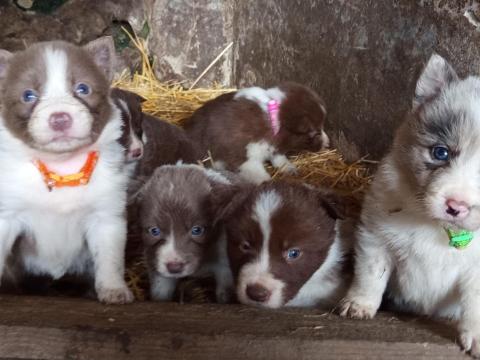 Border Collie fajtatiszta jellegű kiskutyák örökbe fogadhatók Border Collie fajtatiszta jellegű kiskutyák örökbe fogadhatók