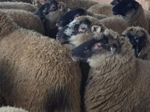 Cigája és stuffolt fiatal vemhes birkák eladók Cigája és stuffolt fiatal vemhes birkák eladók