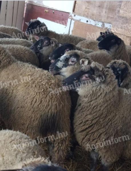 Cigája és stuffolt fiatal vemhes birkák eladók