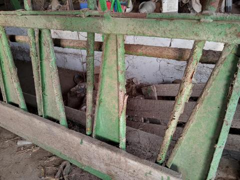 Juh nyakzáró, fejőállás Juh nyakzáró, fejőállás